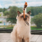 🔥HIT SPRZEDAŻY 50% ZNIŻKI🐱 Spraw, by Twój kot był szczęśliwy i pełen energii przez cały dzień 🐦✨