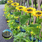 🌻Solarne latarnie ogrodowe Solros z oświetleniem LED